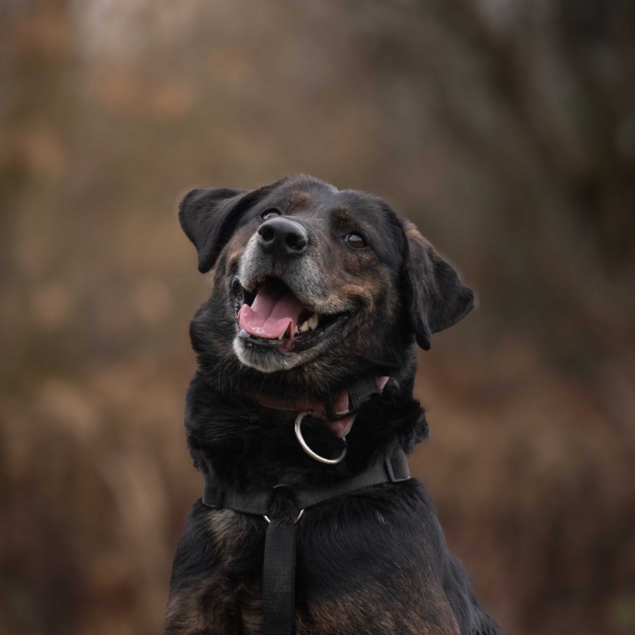 Zdjęcie psa promujące wydarzenie "Koncert charytatywny dla schroniska"
